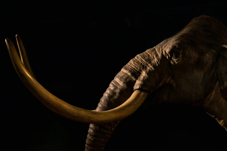 an elephant with long tusks standing at night