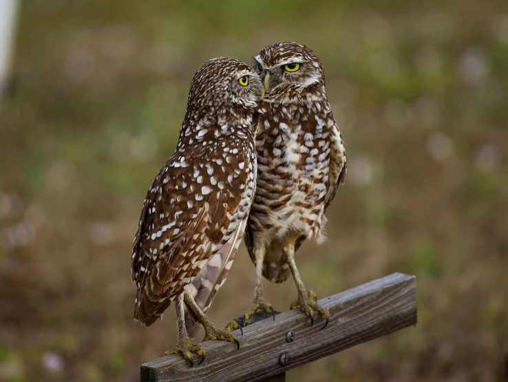 two owls are sitting on top of a wooden rail