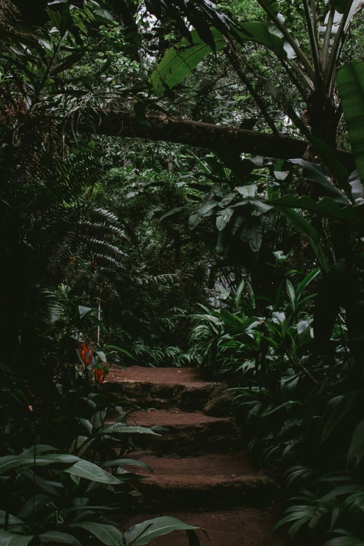 a dirt path with many trees surrounding it