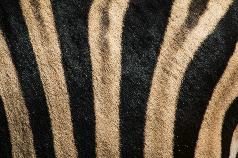 a close up picture of an animal with a very large, dark black stripe