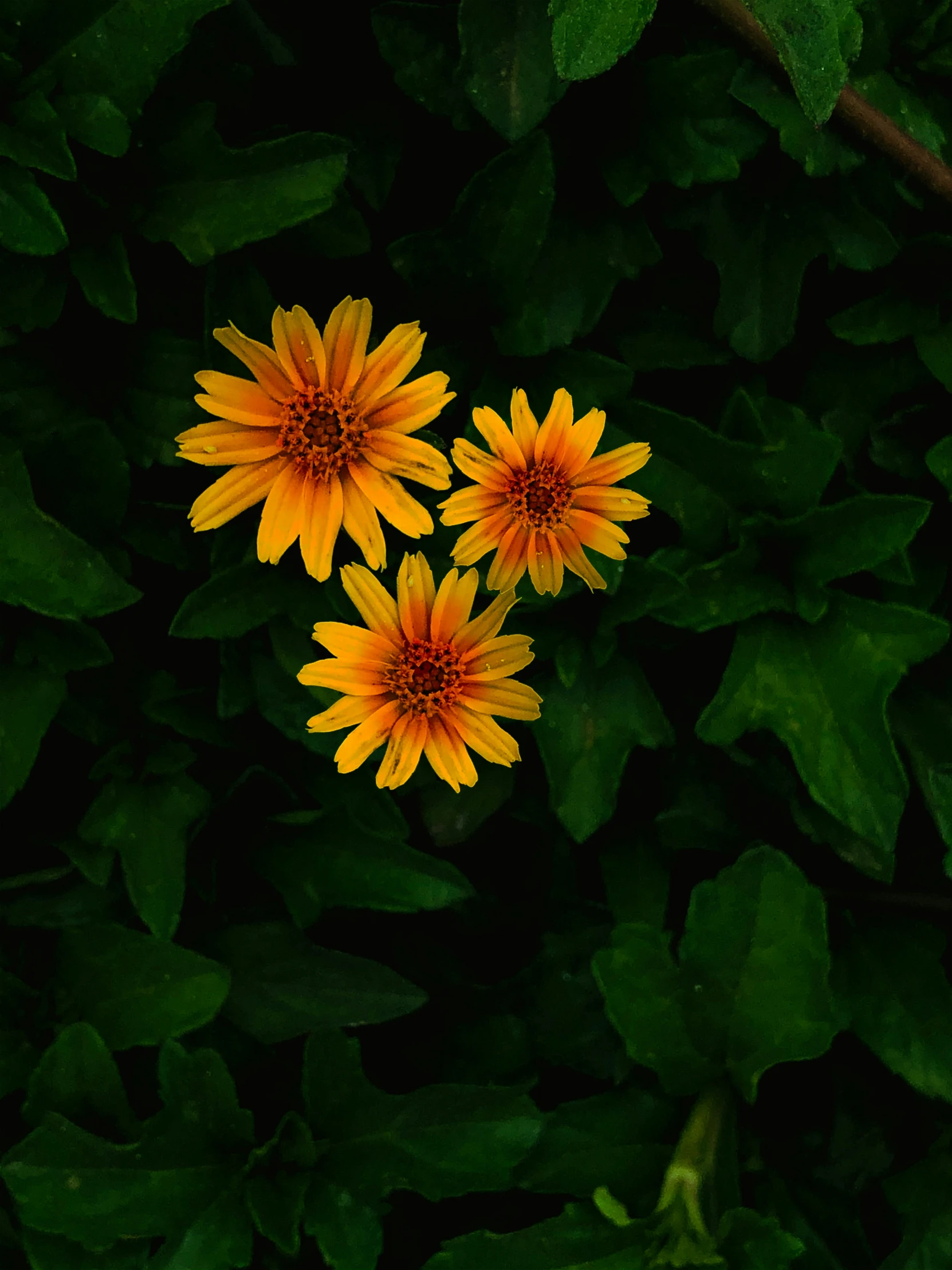 a group of flowers sitting in the middle of green leaves