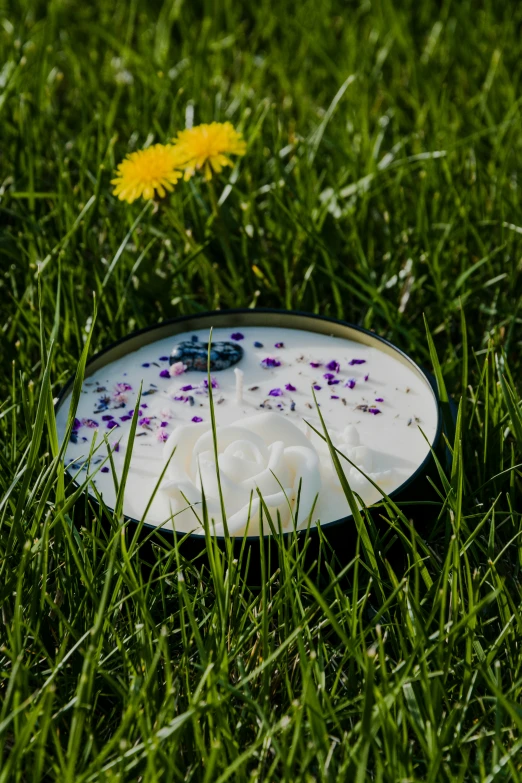 the remains of the white disc sitting in the grass