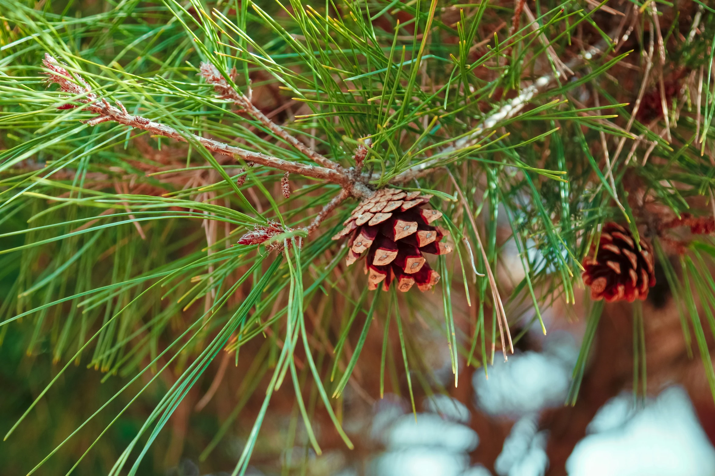 a pine needle and cones are sitting in a tree