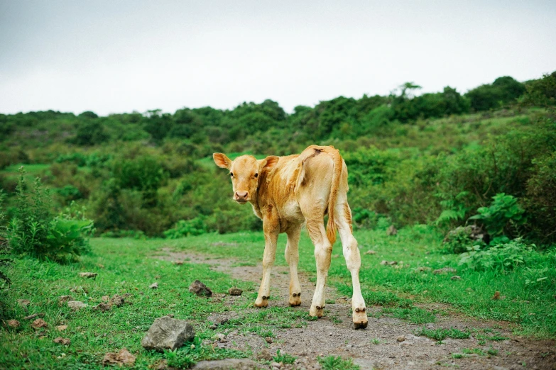 small brown cow walking through grassy field with tree line behind