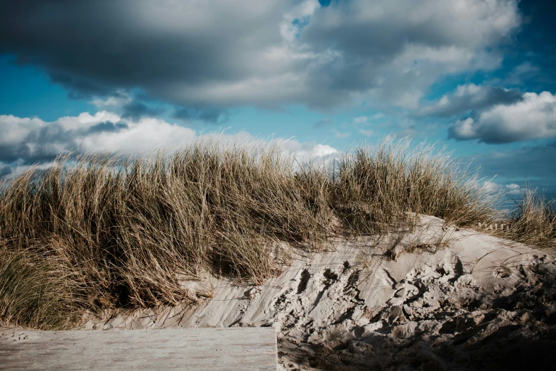 beach grass and bushes with sky in background