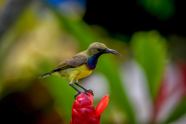 a little bird perched on a red flower