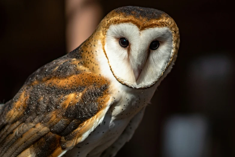 an owl with a white and brown face and black wings