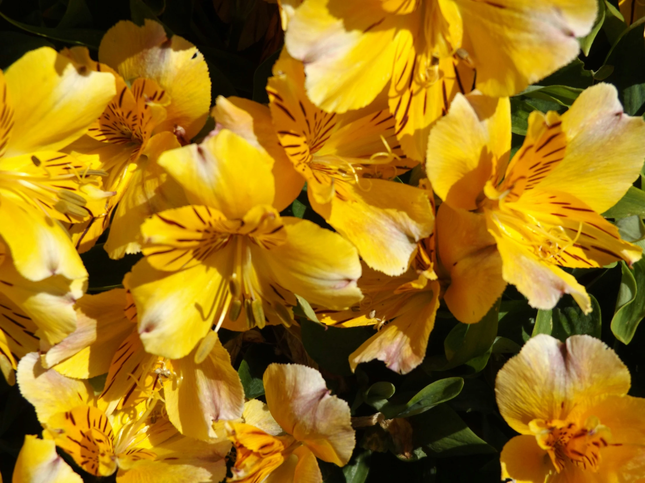 yellow flowers are in bloom on the sunny day