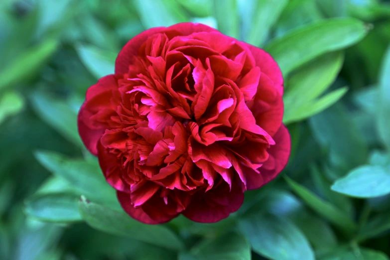 a close up view of the center piece of a flower