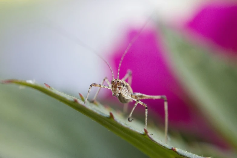 there is a small insect sitting on the leaf