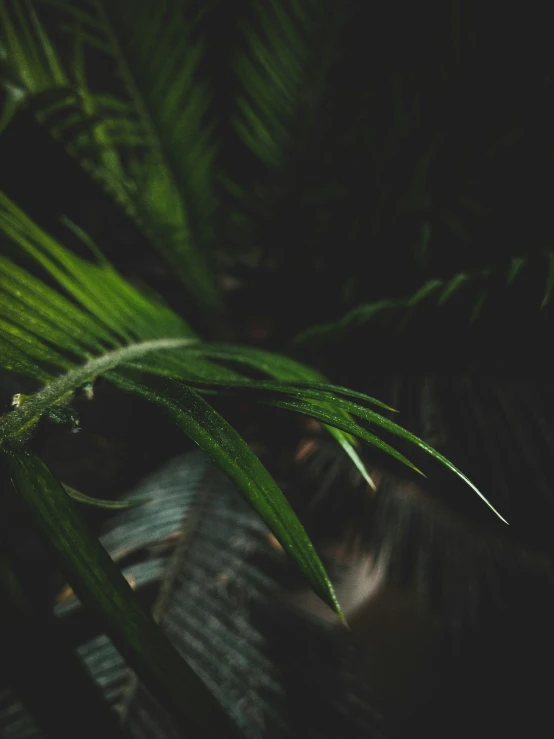 green plants in the dark with little drops of water