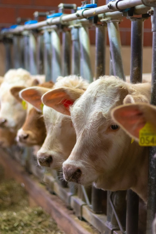 a line of cattle behind a fence at a feed point