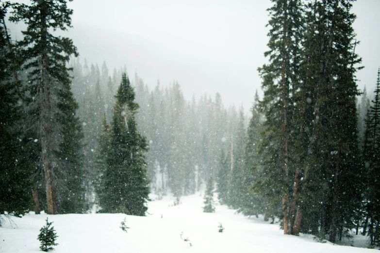 there is snow falling from the trees outside