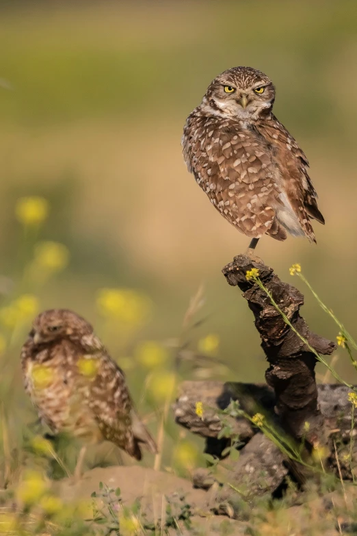 an owl is sitting on a nch in the field