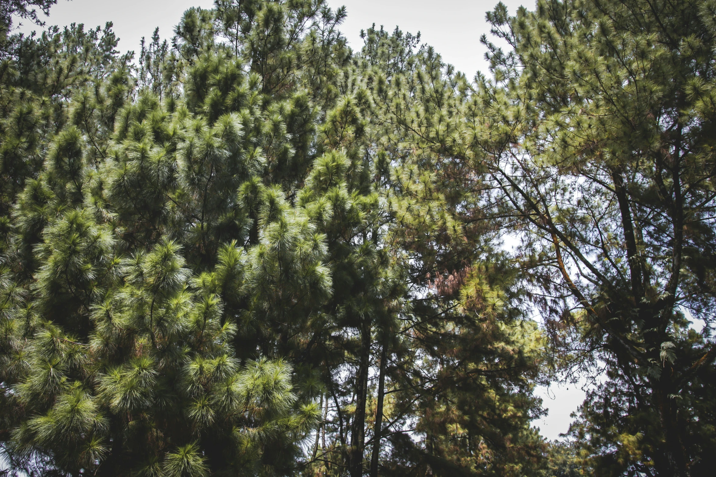 trees, grass and shrubs are near each other