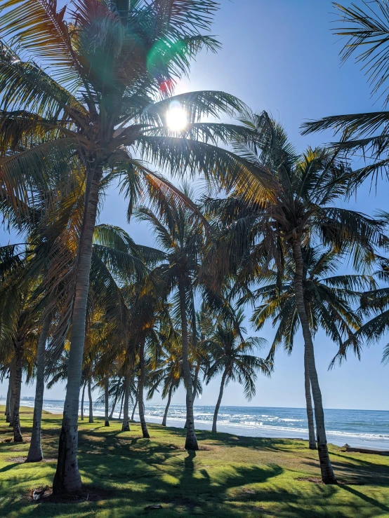 a sunny view of palm trees along the beach