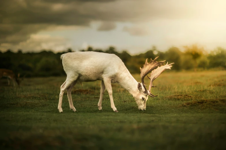 a white deer eating grass in a field