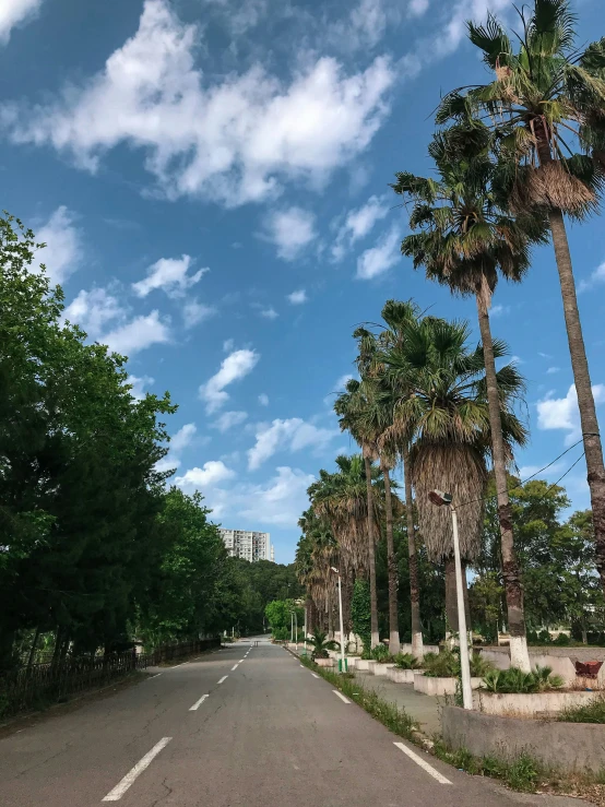 trees are lining a street in front of palm trees