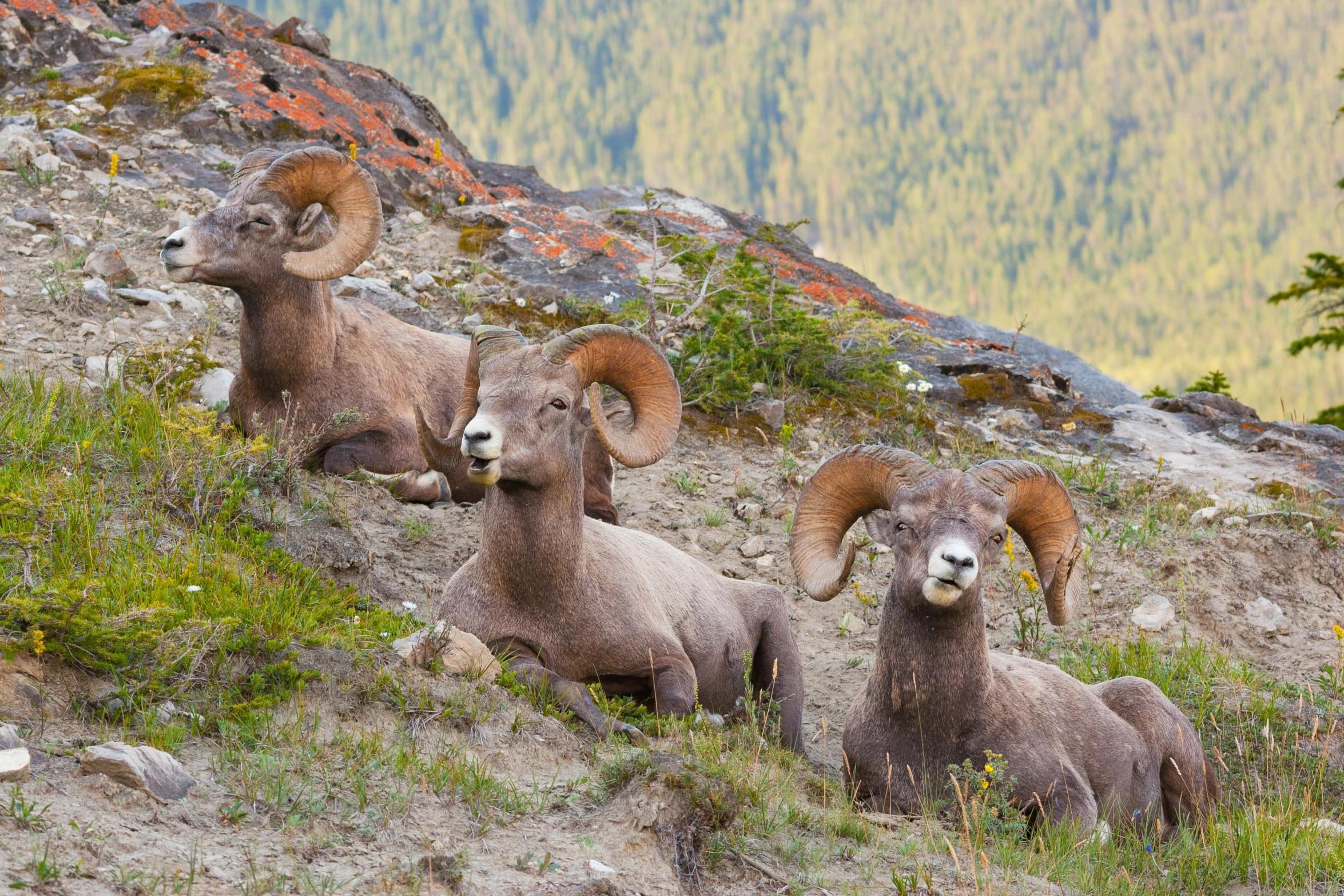 three mountain goats on a hillside eating grass