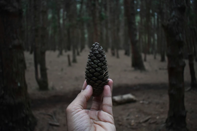 a person holding up a large pine cone in the forest