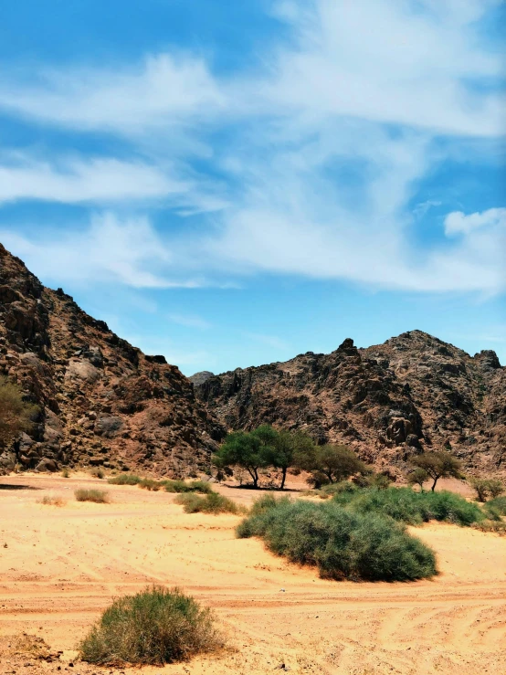 a mountain is shown behind some trees and scrub bushes