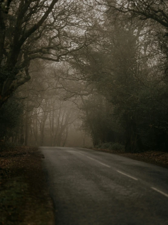 the fog is falling from the trees over the road