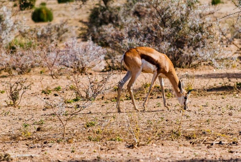 a gazelle with it's head bent down eating the ground