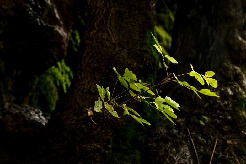 tree leaves on tree next to wall of rock