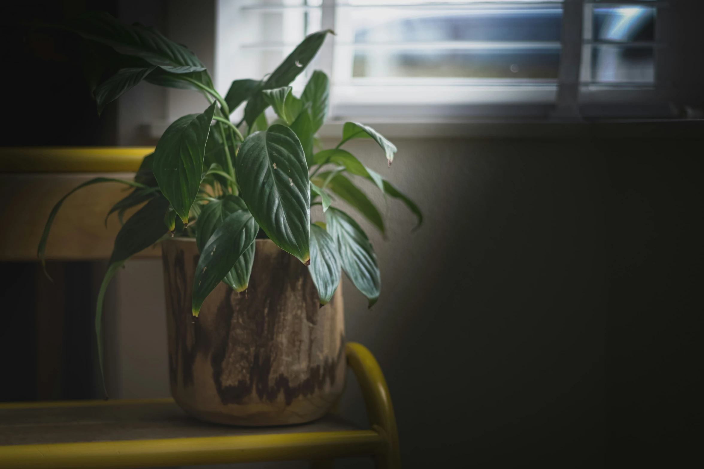 a potted plant on top of a yellow chair