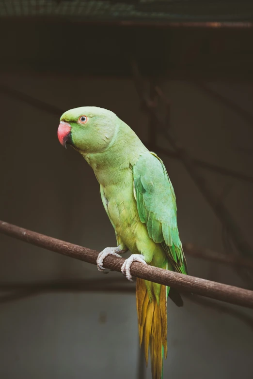 a green bird sitting on top of a wooden stick