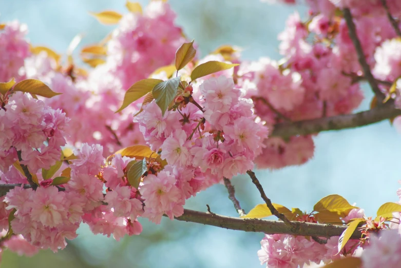 a nch of pink flowers and green leaves