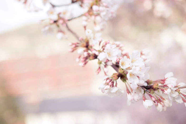 closeup of flowers on a tree nch in bloom