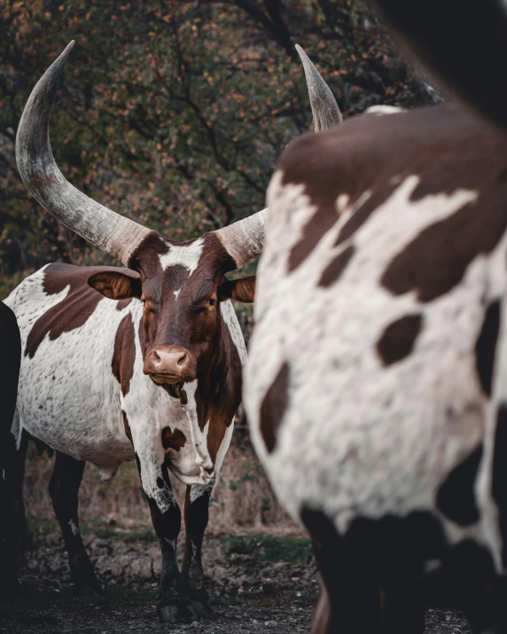 two brown and white cows standing on top of a forest