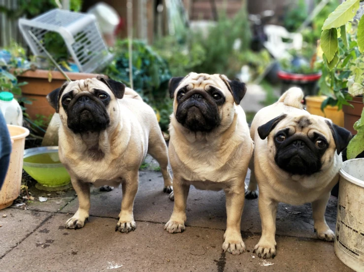 three pugs are standing side by side in the middle of a garden