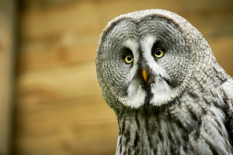 a large gray and white owl stares to the right