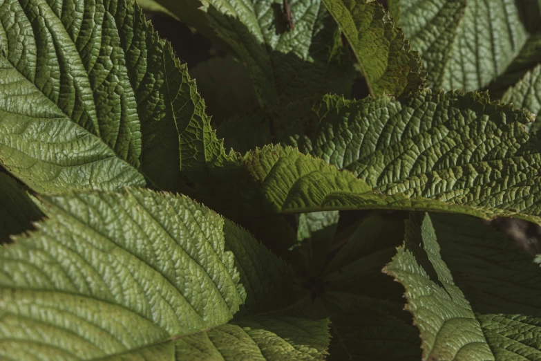 closeup s of green leaves with the sunlight behind it