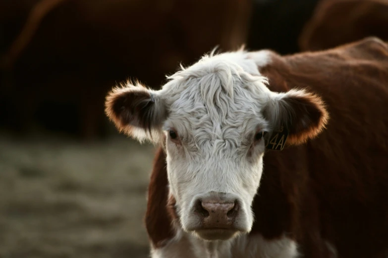 close up po of a brown and white cow