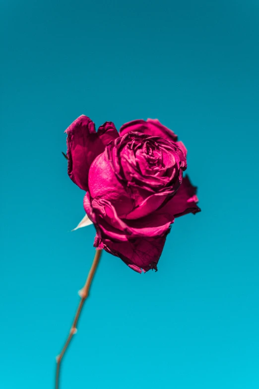 a pink flower on a stem is in the blue sky