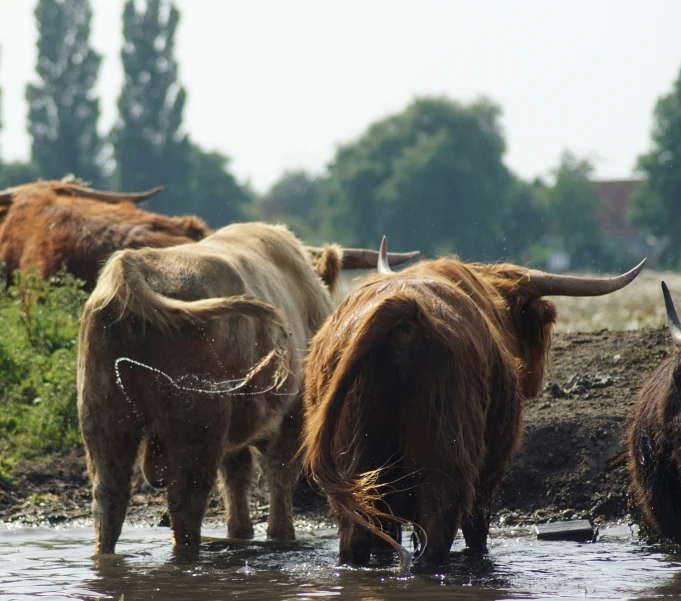 herd of bison drinking water from the river