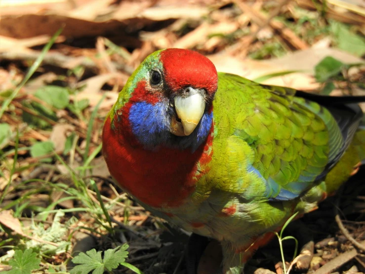 a colorful parrot with feathers sitting in the grass