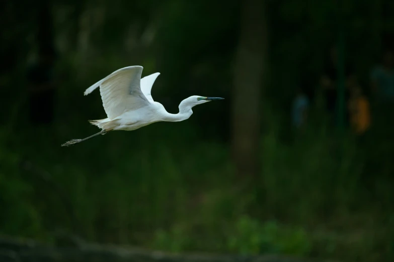 an egret flies over a body of water