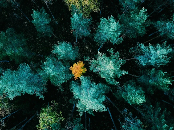 overhead s of colorful trees with yellow leaf