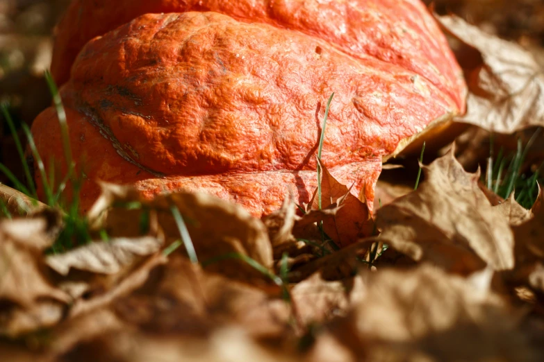 some orange colored fruits in the leaves on the ground