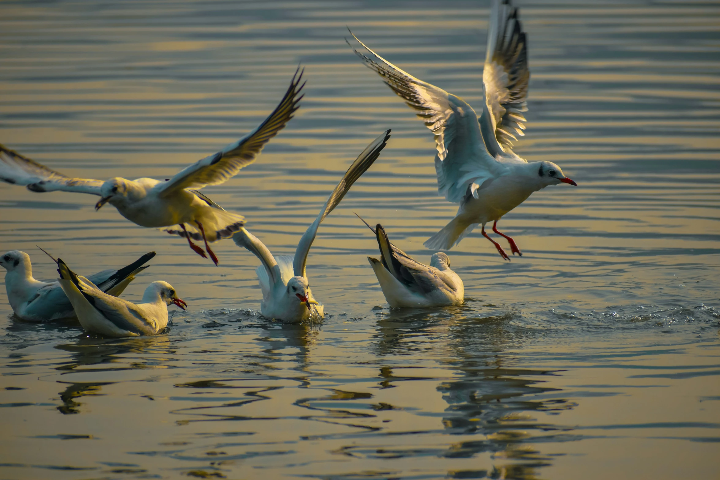 four seagulls flying and landing in the water