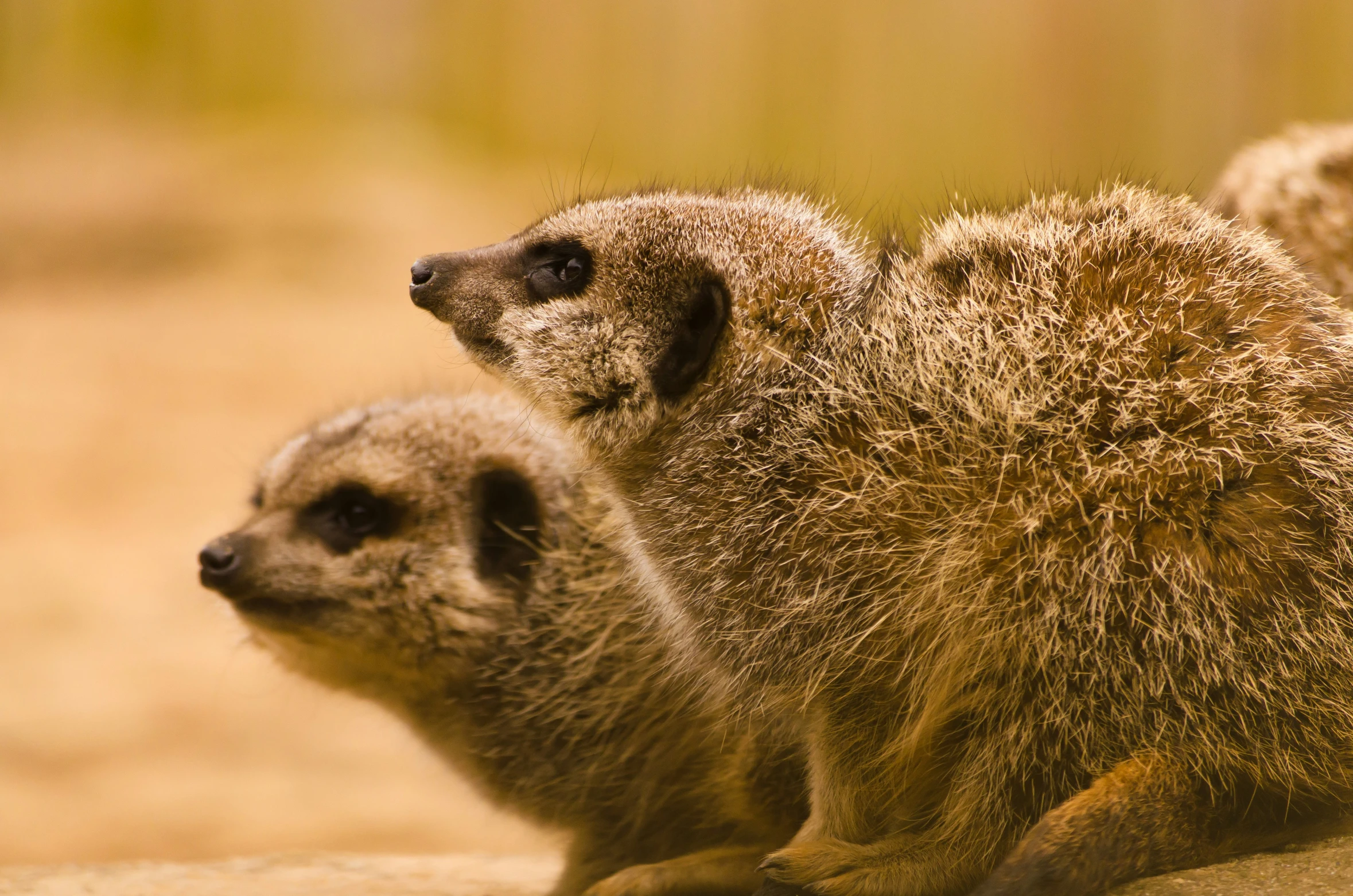 two little meerkats are facing different directions