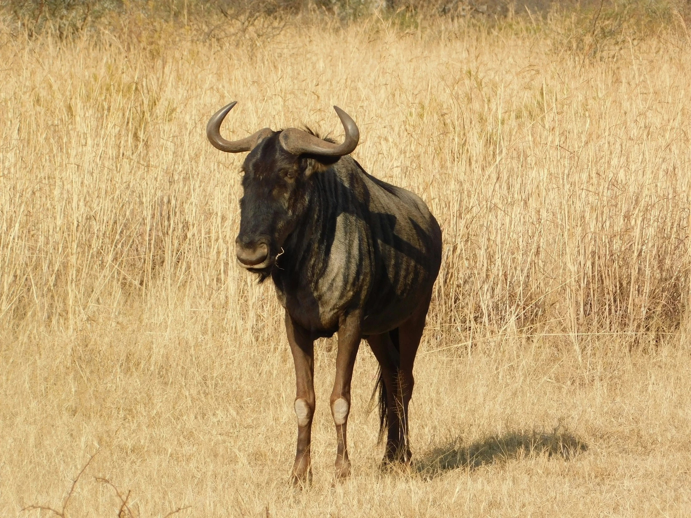 a large bull standing in the middle of a field