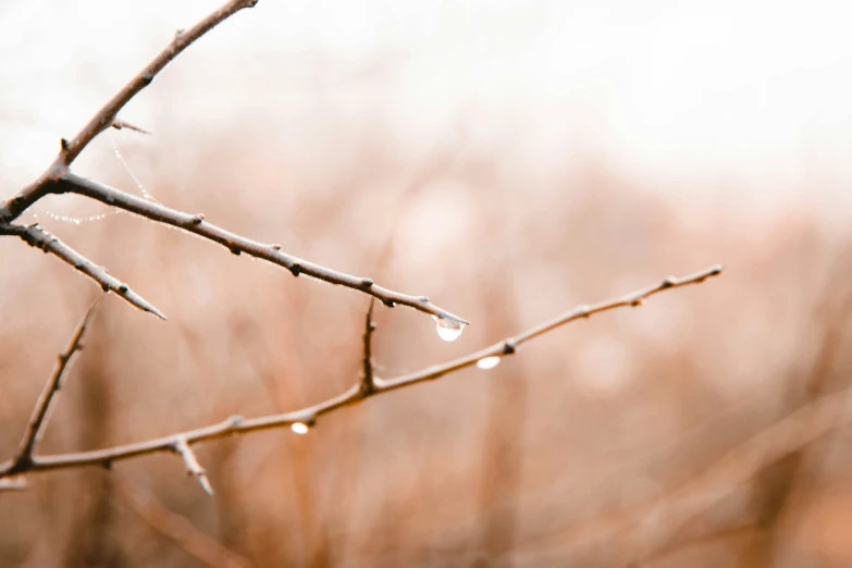 water drops hang from the nch of a tree