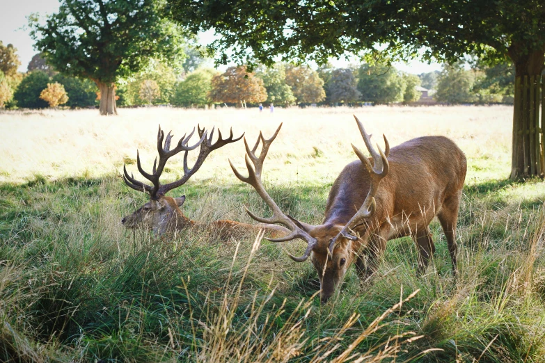 two deer grazing on grass under several trees