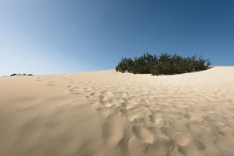 a sand dune with lots of vegetation and footprints on the ground