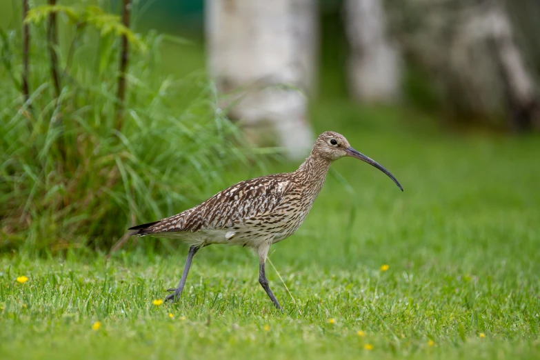 a large bird walking across the grass in front of a bush